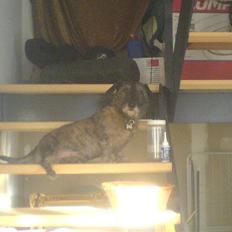 Blanding af racer Rasmus