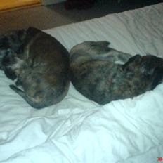 Blanding af racer Rasmus