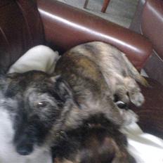 Blanding af racer Rasmus