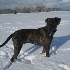 Blanding af racer Baloo