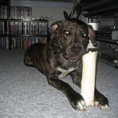 Blanding af racer Baloo