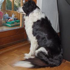 Border collie Eira (aflivet):O(