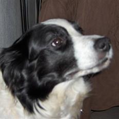 Border collie Eira (aflivet):O(