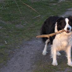 Border collie Eira (aflivet):O(