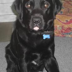 Blanding af racer Tiggo