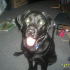 Blanding af racer Tiggo