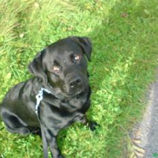 Blanding af racer Tiggo