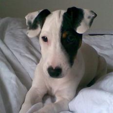 Jack russell terrier Felix