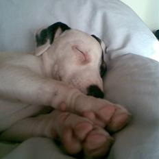 Jack russell terrier Felix