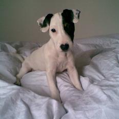 Jack russell terrier Felix