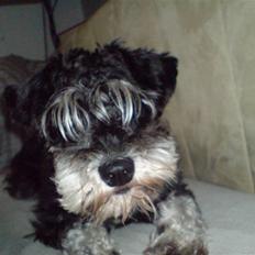 Dvaergschnauzer TESSA<3