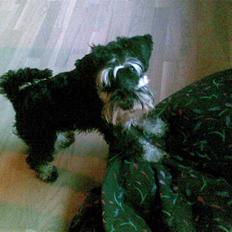 Dvaergschnauzer TESSA<3