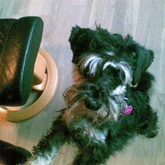 Dvaergschnauzer TESSA<3