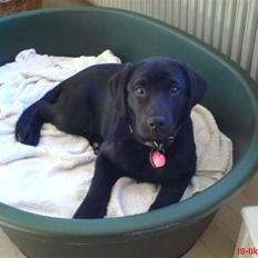 Labrador retriever maja