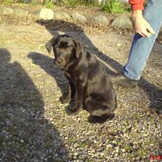 Labrador retriever maja