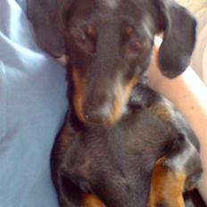 Dværggravhund sisse