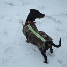 Dværggravhund sisse