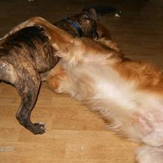 Amerikansk bulldog Topps Magic Mette