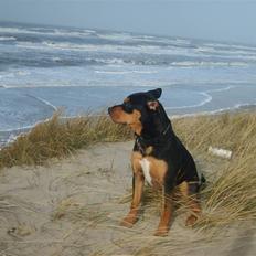 Blanding af racer BJØRN