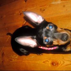 Dvaergpinscher frygtløs  *solgt*