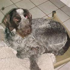 Ruhåret hønsehund Walter