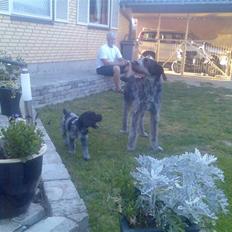 Ruhåret hønsehund Walter