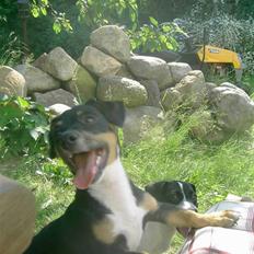 Jack russell terrier lotte