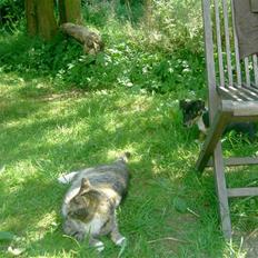 Jack russell terrier lotte