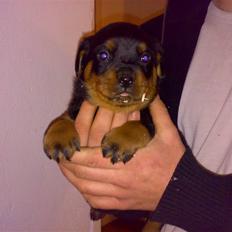 Rottweiler Basse