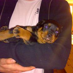 Rottweiler Basse