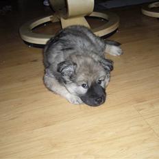 Eurasier Balules Dirty Dancer 