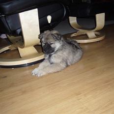 Eurasier Balules Dirty Dancer 