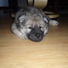 Eurasier Balules Dirty Dancer 