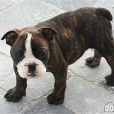 Olde english bulldogge *OSCAR*