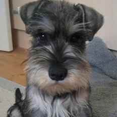 Dvaergschnauzer Cosinus
