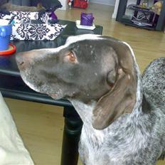 Ruhåret hønsehund sally