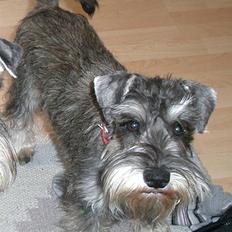 Dvaergschnauzer Ofelia