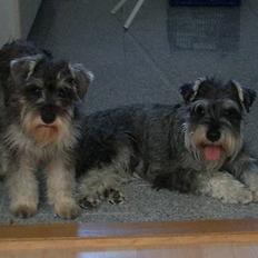 Dvaergschnauzer Ofelia