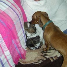 Lhasa apso COCIO VON MOISEN