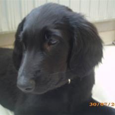 Flat coated retriever Freja