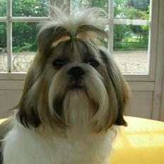 Shih tzu lo fang