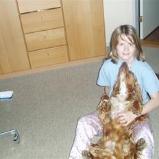 Cocker spaniel Sisse