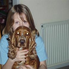 Cocker spaniel Sisse