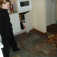 Cocker spaniel Sisse