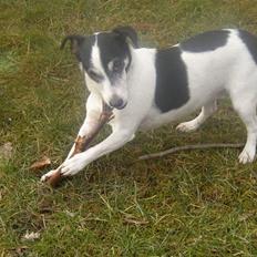 Jack russell terrier Funny R.I.P