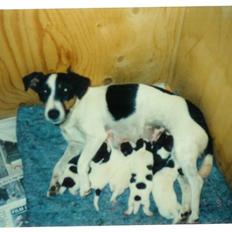 Jack russell terrier Funny R.I.P