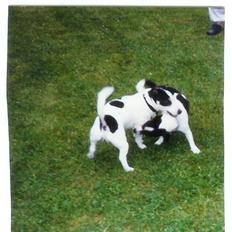 Jack russell terrier Funny R.I.P