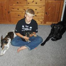 Dansk svensk gaardhund Olsen "aflivet" ;(