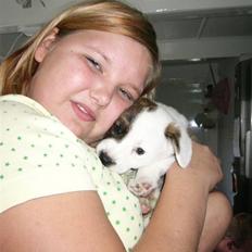 Welsh corgi cardigan Hanibal