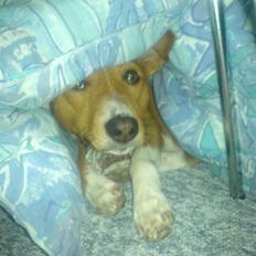 Basenji Mowgli (kallenavn: Riki)